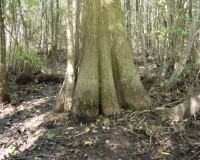 taxodium distichum.jpg
